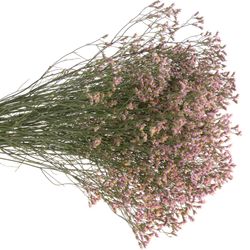 Limonium rosa Sugar 70cm