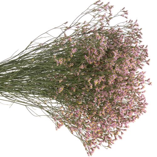 Limonium rosa Sugar 70cm