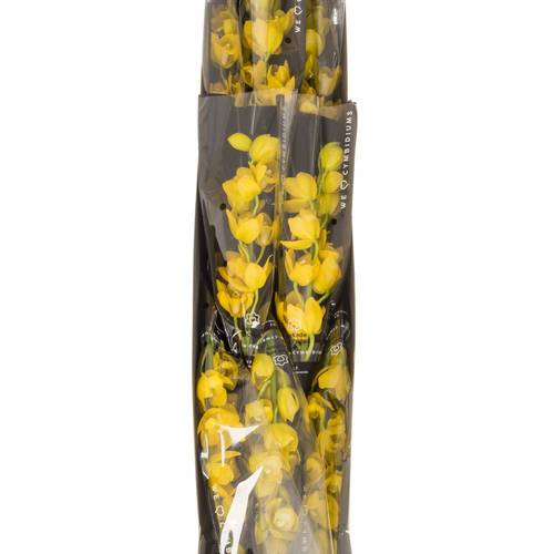 Mini Cymbidium gelb Carioca 60cm 12+Blüte