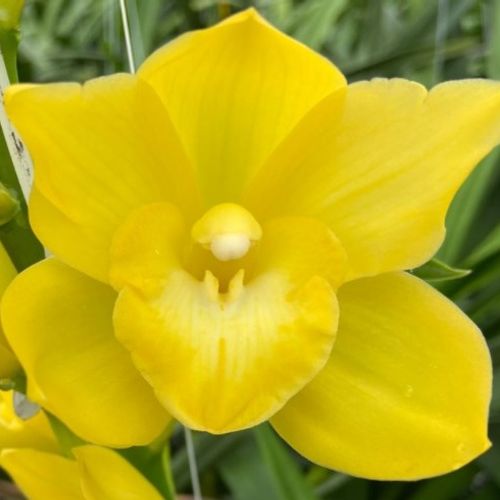 Mini Cymbidium gelb Carioca 60cm 12+Blüte