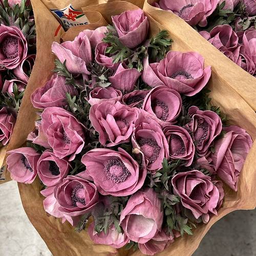 Anemone rosa Puder Marianne Powder wine 40cm