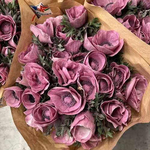 Anemone rosa Puder Marianne Powder wine 40cm