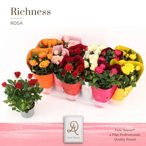 Rosa mix Dolc'Amore TST T10,5 H025