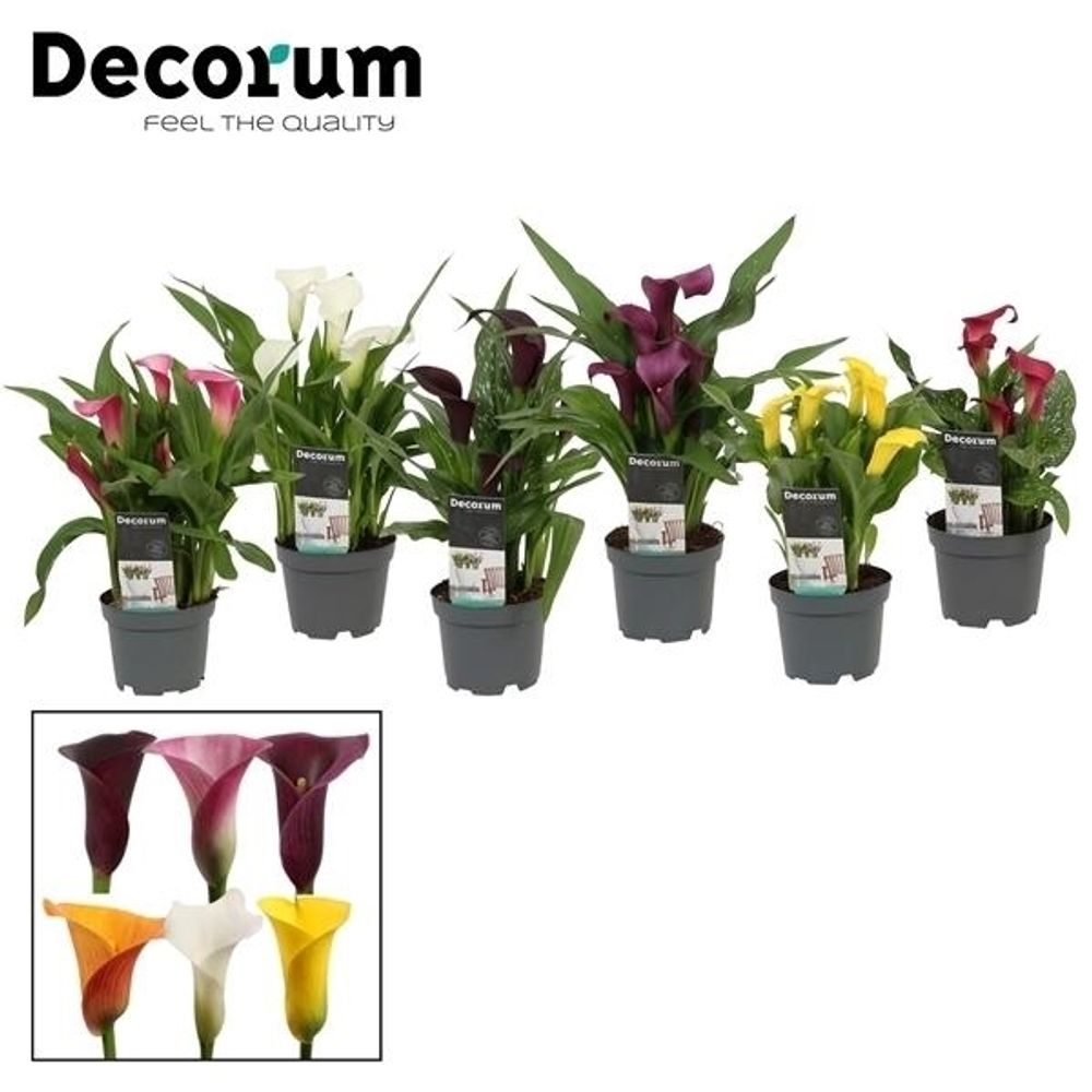 Calla mix T10,5 H35