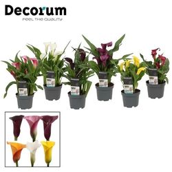 Calla mix T10,5 H35