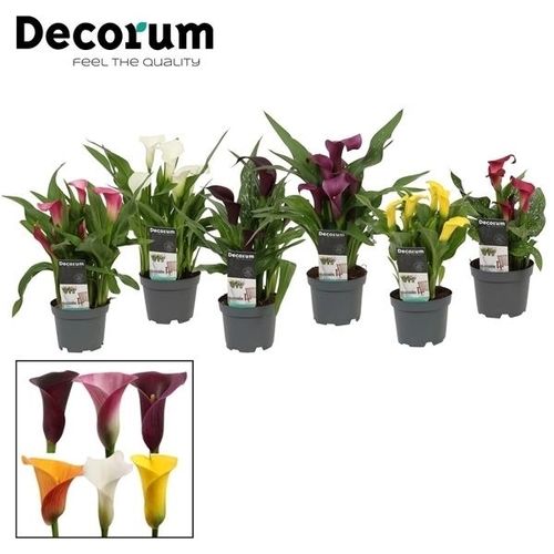 Calla mix T10,5 H35