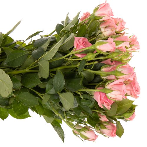 Rose verzweigt rosa Odilia 4+Blüte 50cm