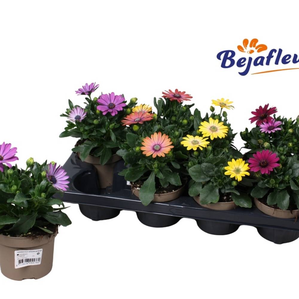Osteospermum mix Senorita T12 H020
