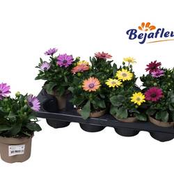 Osteospermum Senorita mix T12 H020