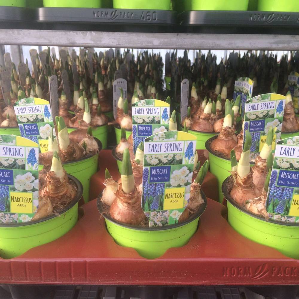 Narzisse & Muscari T12