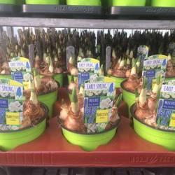 Narzisse & Muscari T12