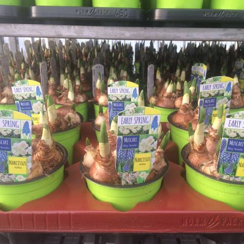 Narzisse & Muscari T12