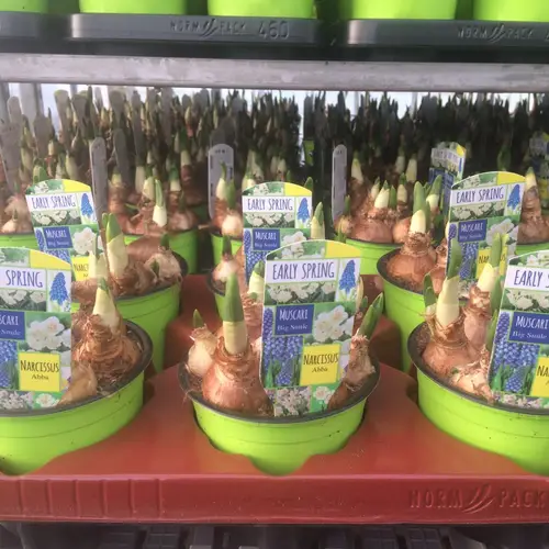 Narzisse & Muscari T12