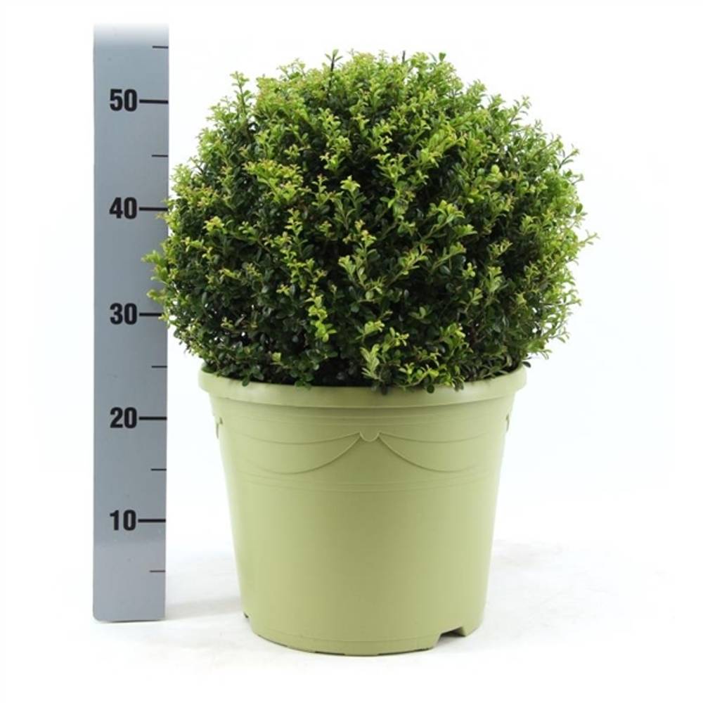 Ilex Crenata mix 40cm T31 H55
