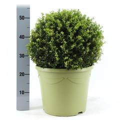 Ilex Crenata mix 40cm T31 H55
