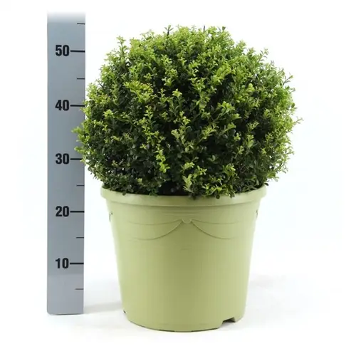 Ilex Crenata mix 40cm T31 H55