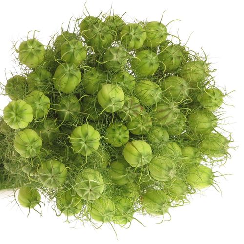 Nigella grün Bal 45cm