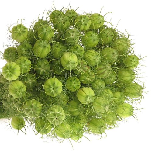 Nigella grün Bal 45cm