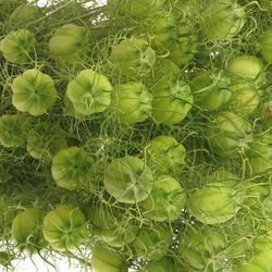 Nigella grün Bal 45cm