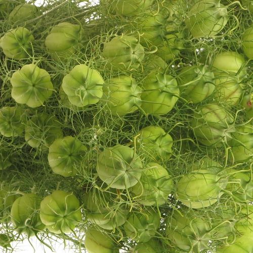 Nigella grün Bal 45cm