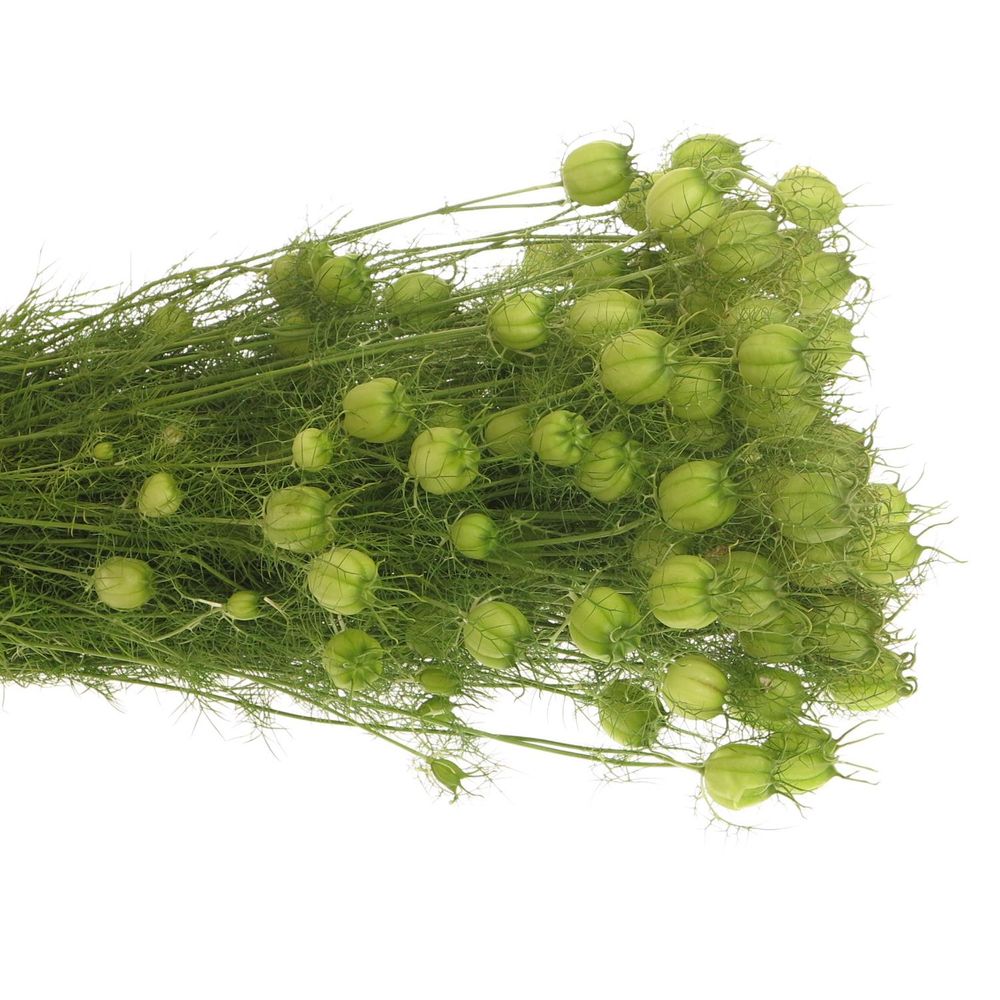 Nigella grün Bal 45cm