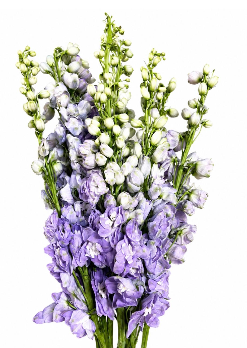 Delphinium milka lavender 60cm