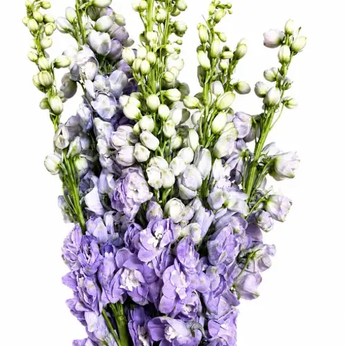 Delphinium milka lavender 60cm