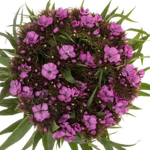 Bartnelke rosa 60cm x50