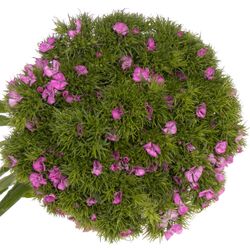 Bartnelke milka 60cm
