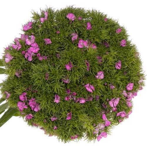 Bartnelke milka 60cm