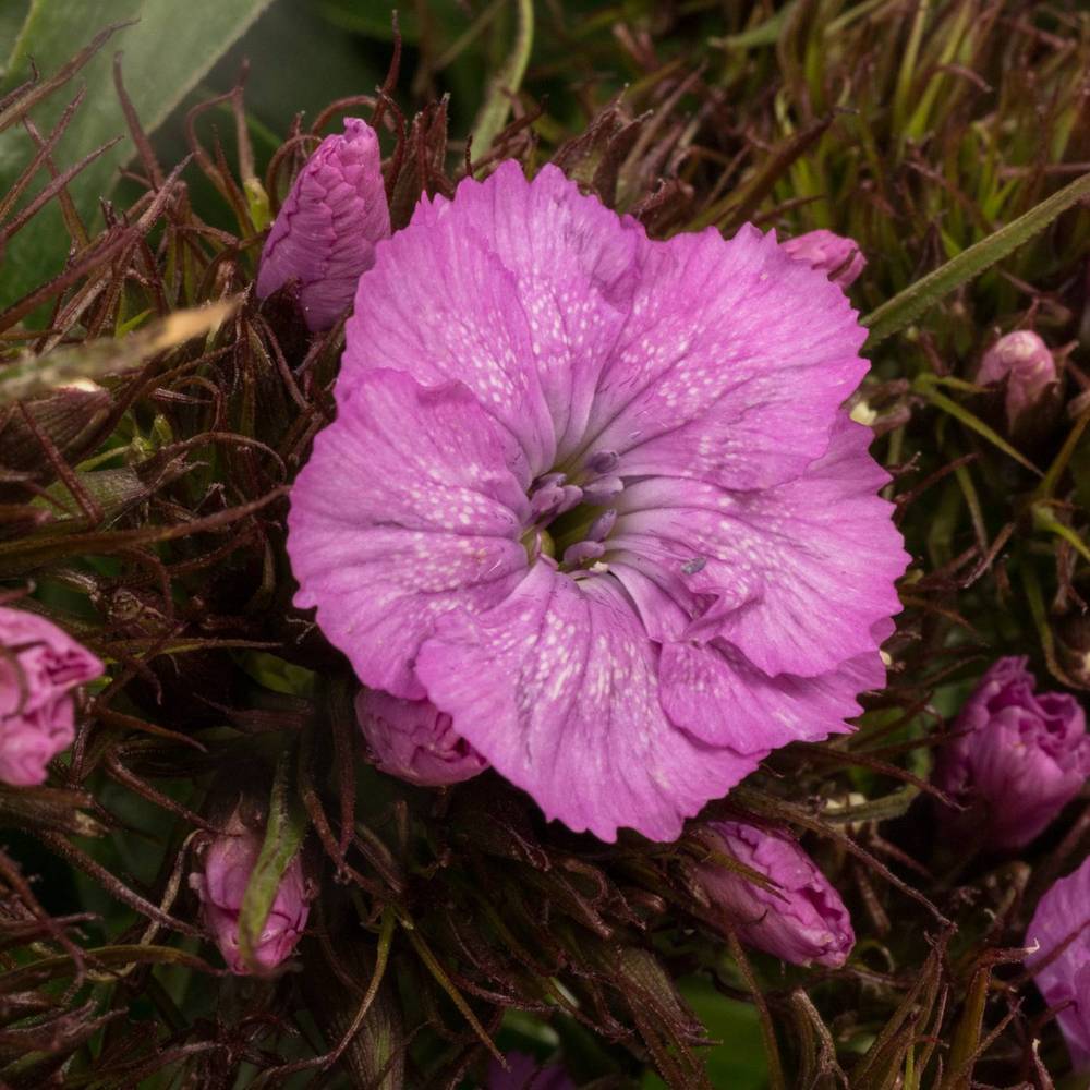 Bartnelke rosa 60cm x50