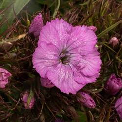 Bartnelke rosa 60cm x50