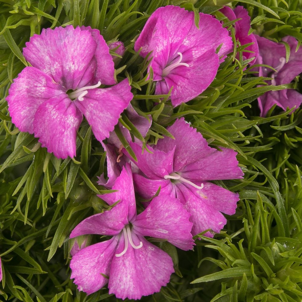 Bartnelke milka 60cm