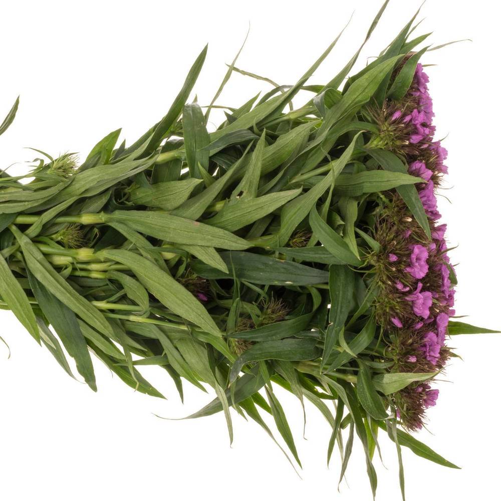 Bartnelke rosa 60cm x50