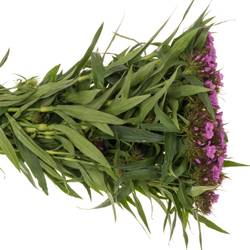 Bartnelke rosa 60cm x50