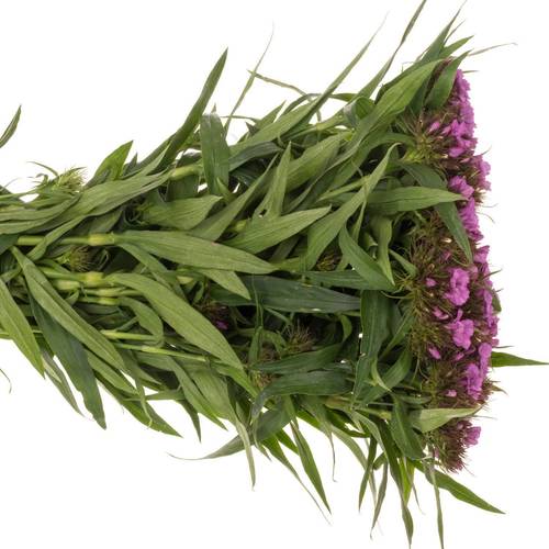 Bartnelke rosa 60cm x50