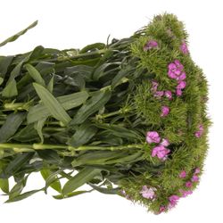 Bartnelke milka 60cm