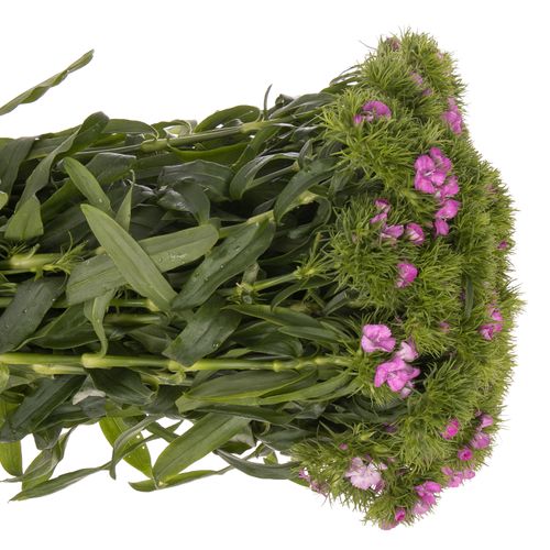 Bartnelke milka 60cm