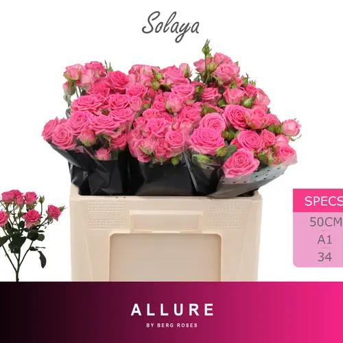 Rose verzweigt dunkel rosa Solaya 5+Blüte 50cm