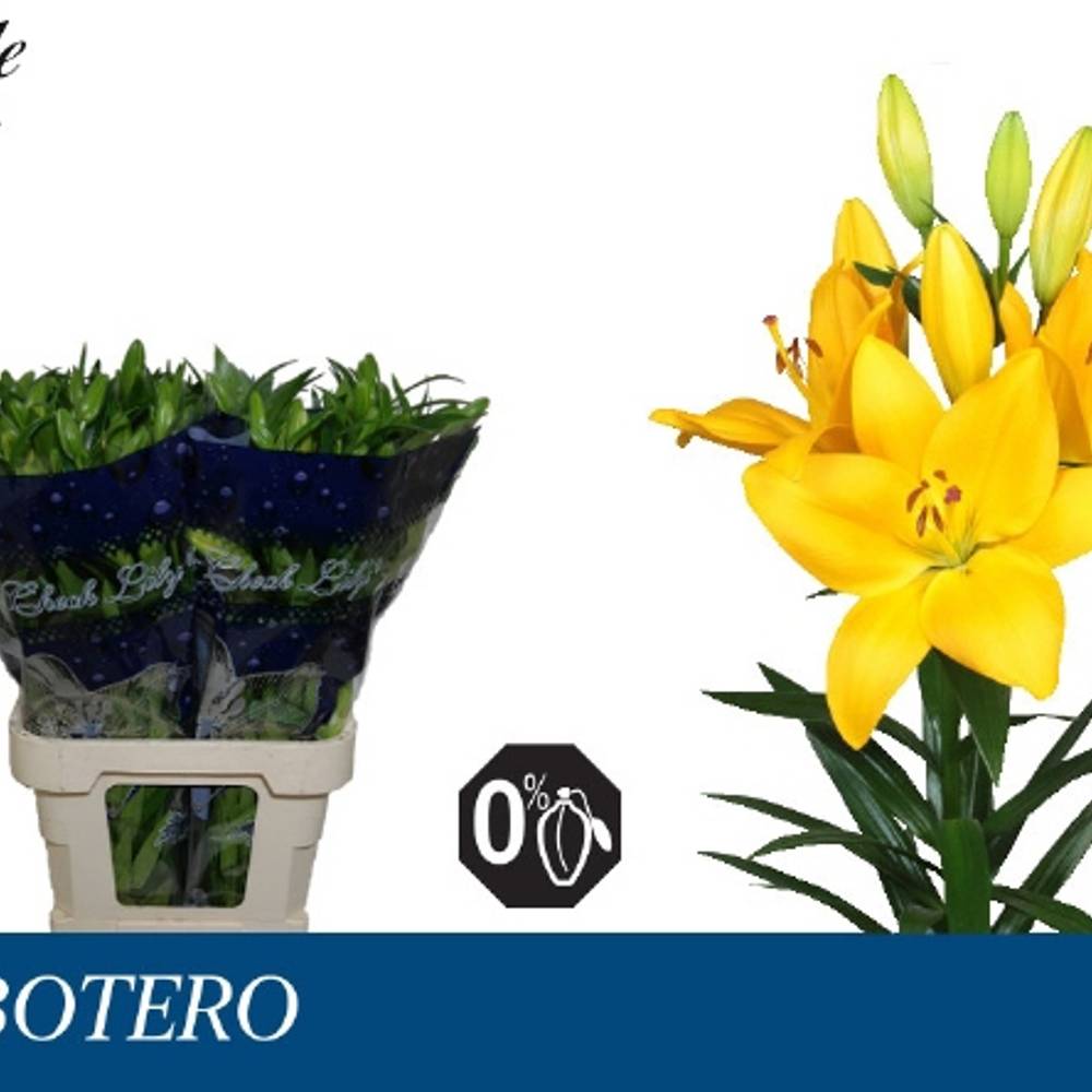 Lilie asiatisch gelb Botero 5+ Blüte  90cm