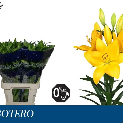 Lilie asiatisch gelb Botero 5+ Blüte  90cm