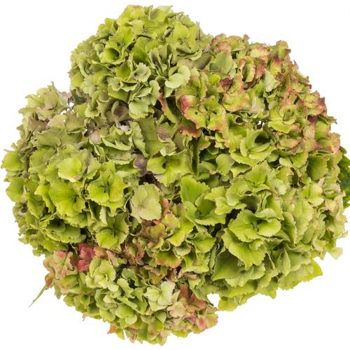 Hortensie grün/rosa Glow Alps Bol 20cm 50cm