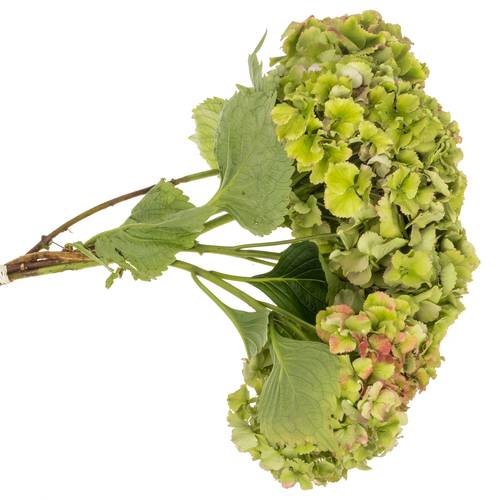 Hortensie grün/rosa Glow Alps Bol 20cm 50cm