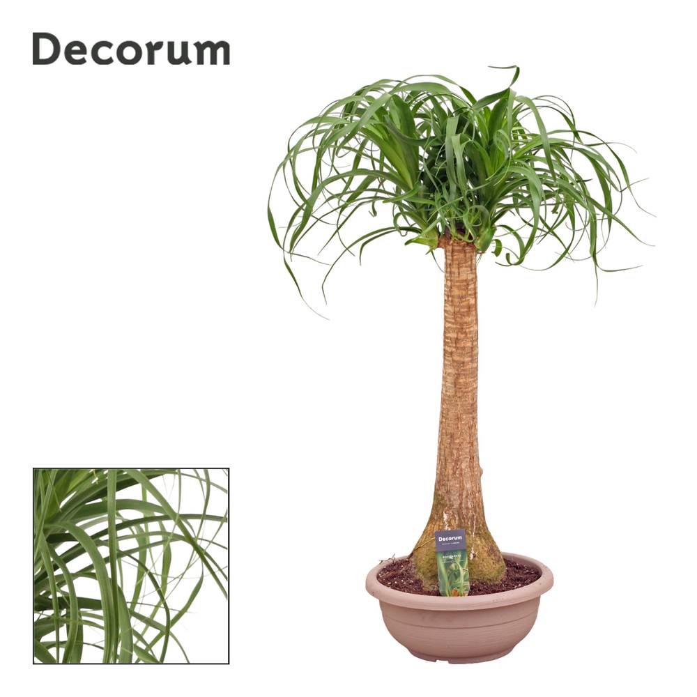 Beaucarnea auf Stamm T30 H120