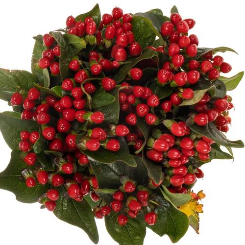 Hypericum rot Impression Verzweigt NL 70cm