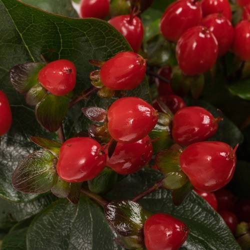 Hypericum rot Impression Verzweigt NL 70cm