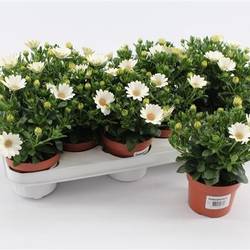 Osteospermum weiss T10,5 H025
