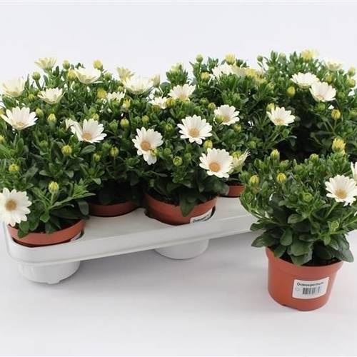 Osteospermum weiss T10,5 H025