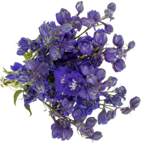 Delphinium violett Dunkel Emerald 60cm