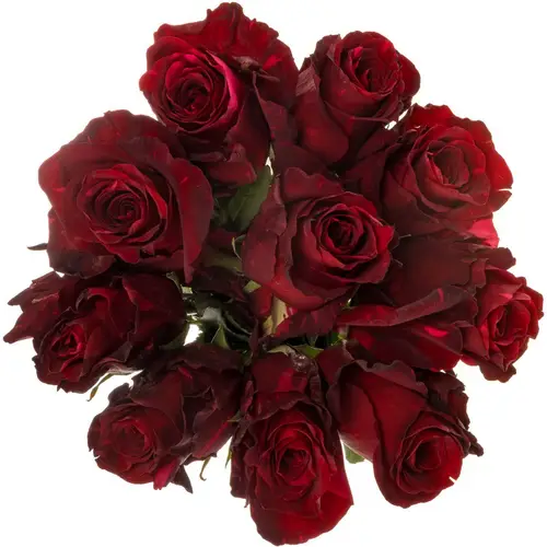 Rose dunkel rot/fuchsia Panther (Ec) 70cm